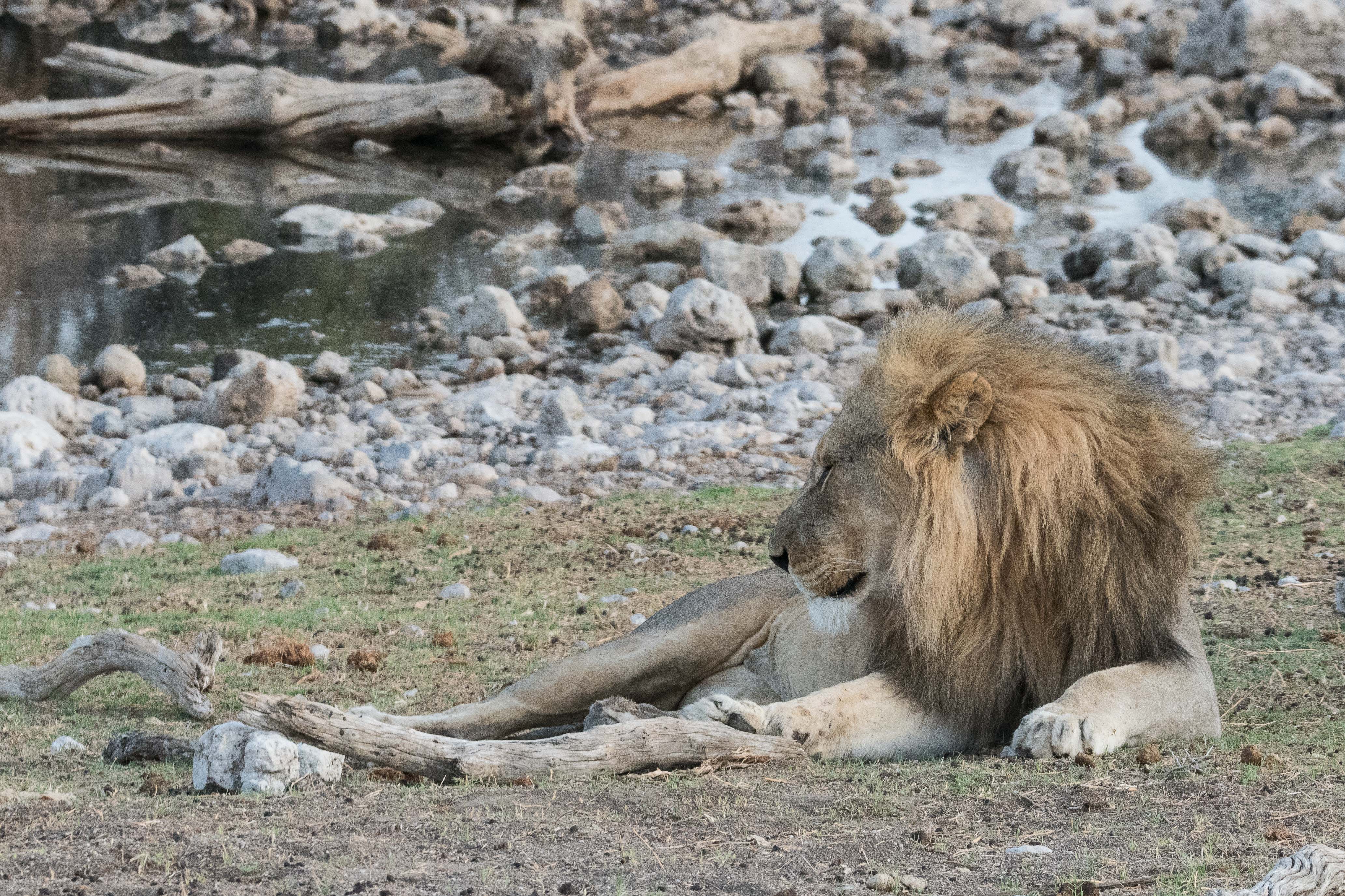 Lion mâle (Lion, Panthera leo) émergeant difficilement d'un sommeil profond, Namutoni, Parc National d'Etosha, Namibie.